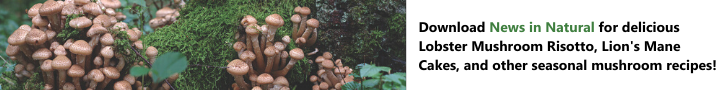Mushroom Recipes