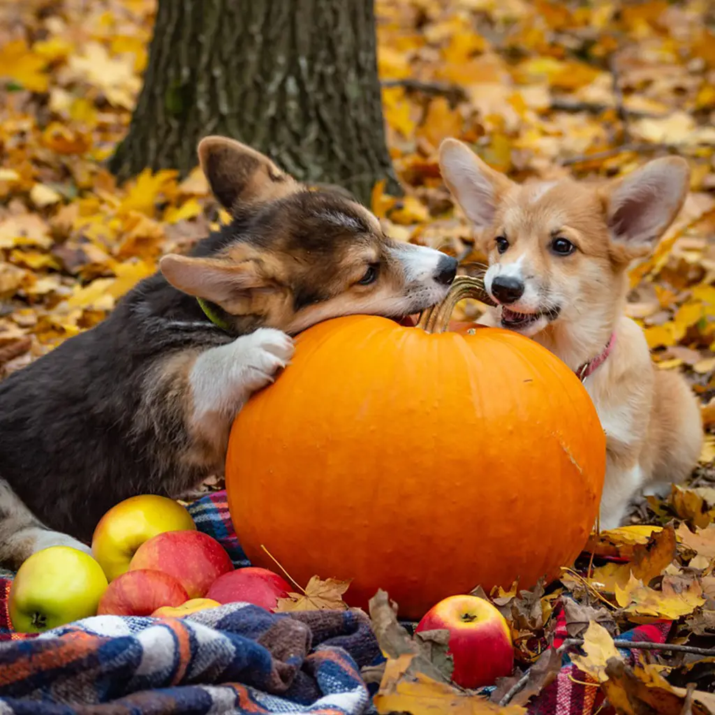 Apples, Pumpkins, and Cute Welsh Corgis