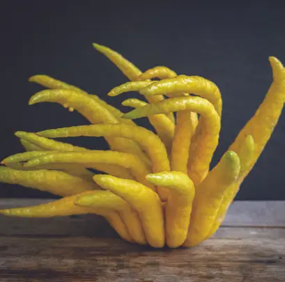 Buddha's Hand Citron