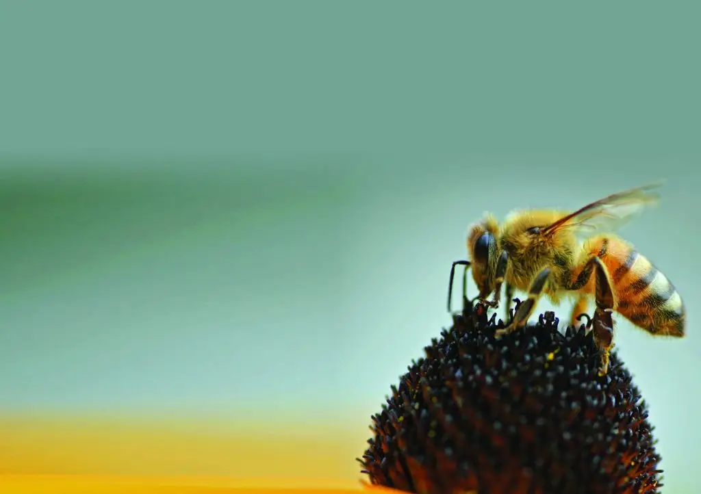 Honeybee