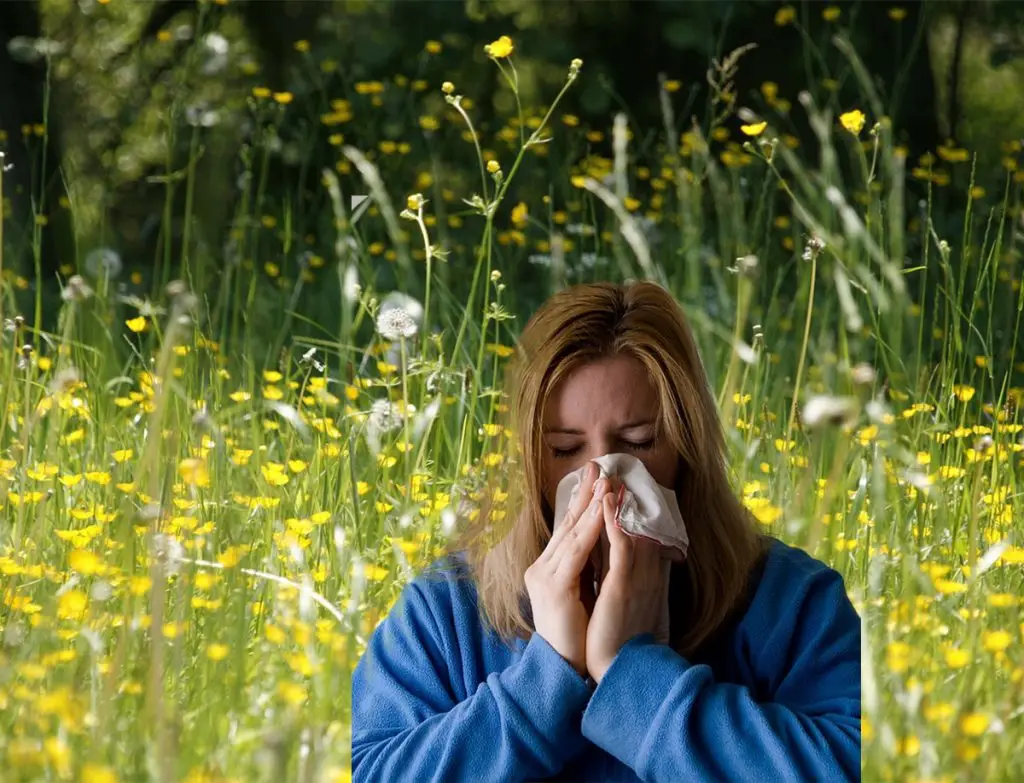 Hayfever Sneeze