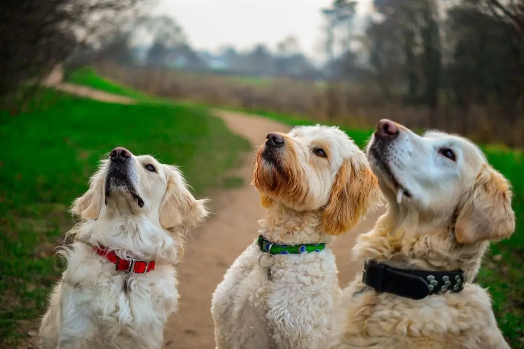 Dogs anticipate homemade chicken dog treats