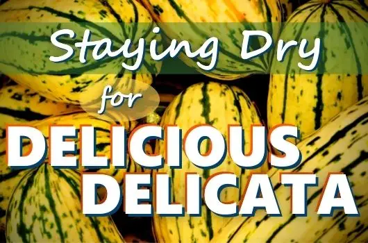 Dry Farming Delicata Squash
