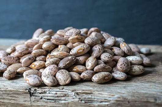 Pinto Beans