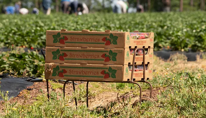 Fresh strawberries