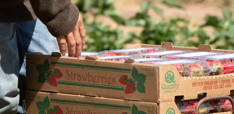 Fresh strawberries