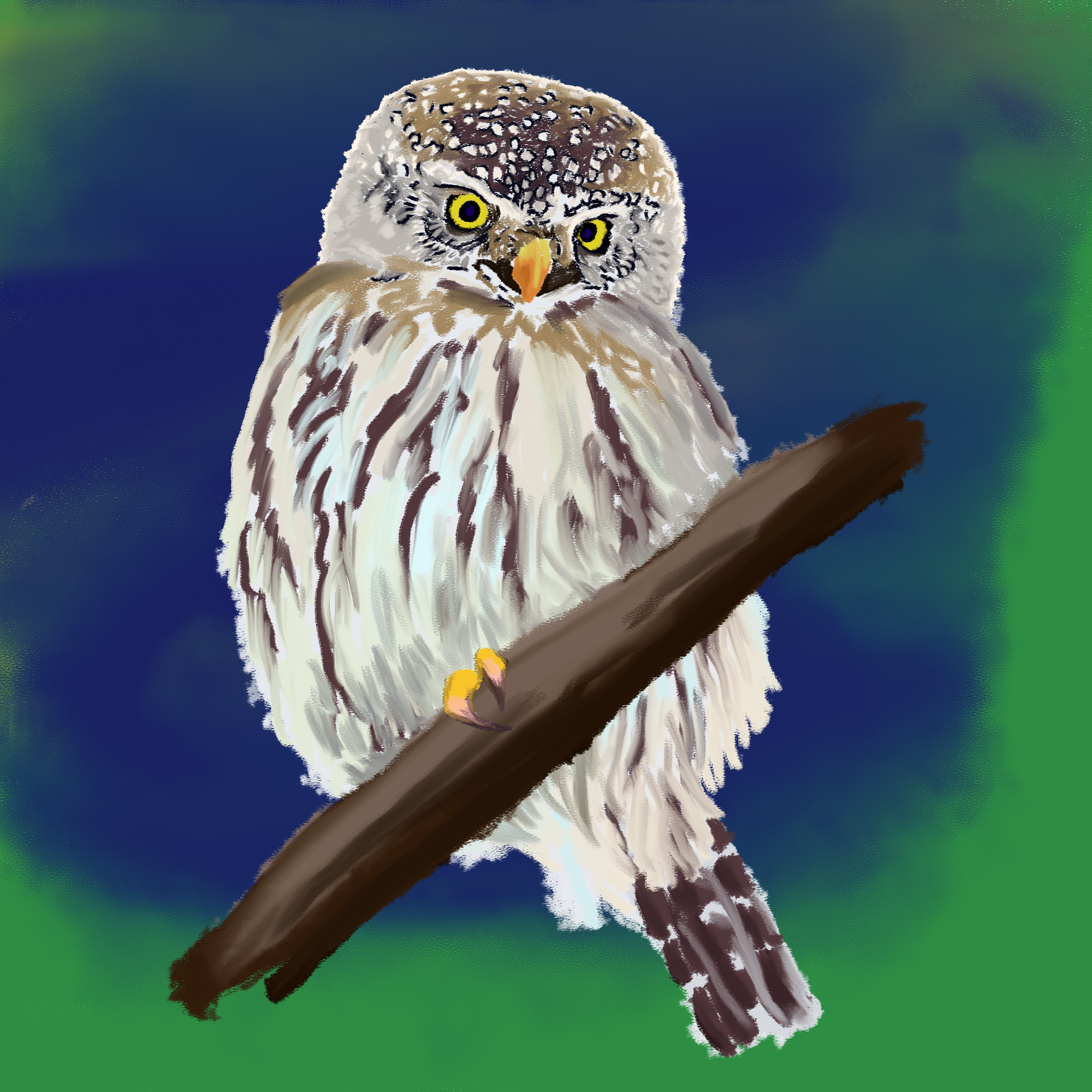 Eat snacks and celebrate SuperbOwl Sunday with this digital painting of the northern pygmy owl